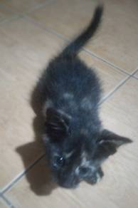 Kitten for sale