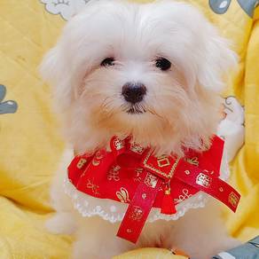 Maltese