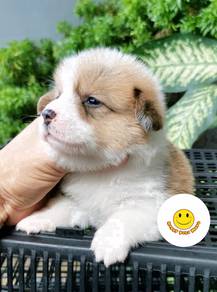 GGe_A661 Welsh Corgi long haired cute puppies