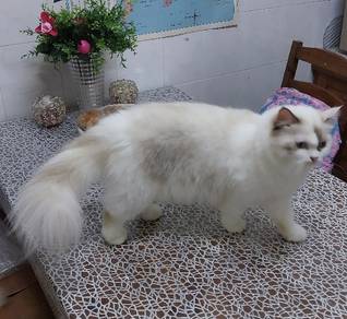 Ragdoll Murah