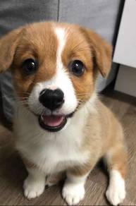 Affectionate Corgi Lovely Round Body Companian Pup