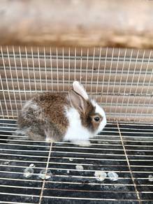 Rabbit
