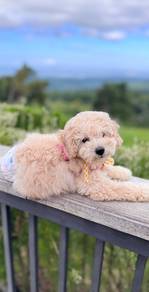 maltipoo available1
