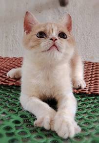 British Shorthair Kitten