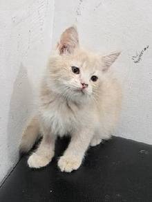 non std munchkin kitten / anak kucing