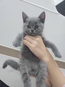 british short hair BSH