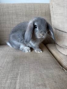 Holland Lop Male