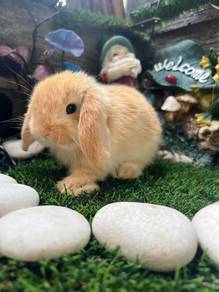 Holland lop