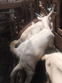 kambing susu sanen 