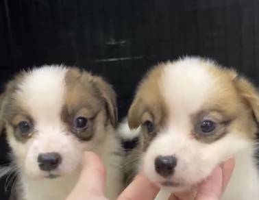 Corgi red white female male mka dmicrochip