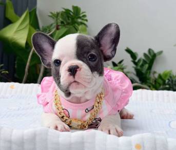FRENCH BULLDOG PUPPIES VIP164🌻Cute & Healthy Girl