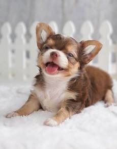 CHIHUAHUA PUPPIES 332 🌷Head Apple Cute Dog