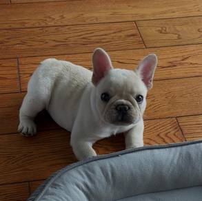 French Bulldog