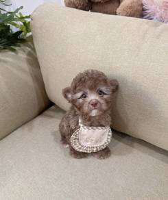 POODLE PUPPIES s147🌻 Male - Silverbeige color