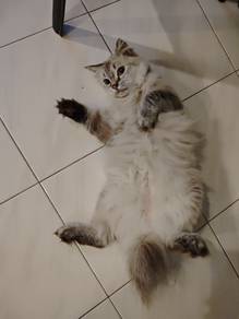 DSH Rehome