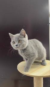 BSH Kitten Female