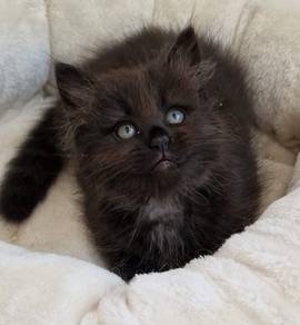 Black Persian Mix Mainecoon Kitten