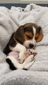 A6413 Lickmonster Beagle Adorable Tricolor Cute Pu