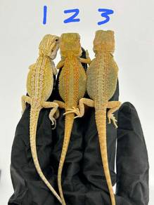 Bearded Dragon 
