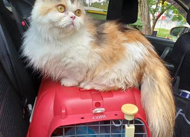 Munchkin Napolean Female (spayed)