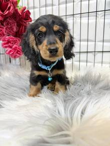 D1000 Mini Dachshund long haired