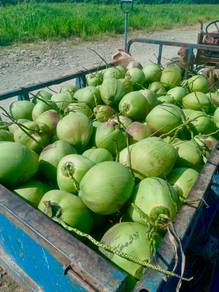 Kelapa Pandan Muda