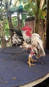ayam serama