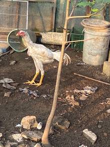 Ayam bangkok klasik