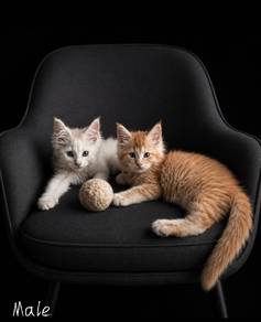Kittens 