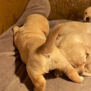 Labrador Retriever