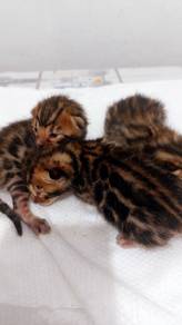Bengal kitten
