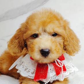 Toy Poodle