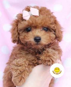 QWWE555 Tiny Poodle puppy dogs