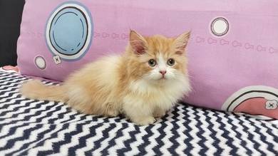 Cute Teddy Face Munchkin Kitten