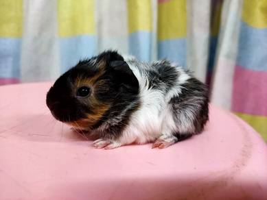 Guinea Pig Baby