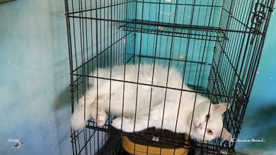 kucing parsi jantan 