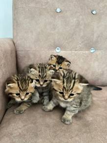 British short hair(kitten)