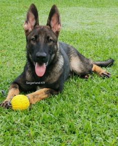 GSD top quality workingline males