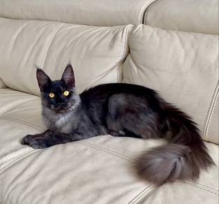 Maine Coon F