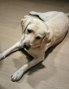 Labrador Retriever