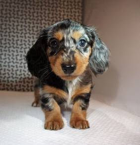 BBHH-2000 short haired Dachshund Dapple color
