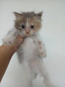 Calico Persian mix