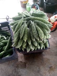 Urgent Profitable Farm for Sale