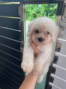 Bichon Puppy