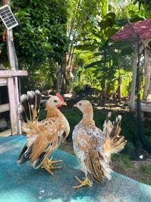 Anak ayam serama