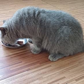 BSH/Pure British Short Hair for Breeding (adults) 