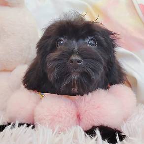 Poodle