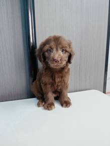Maltipoo Female Puppies offer price