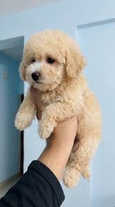 female toy poodle