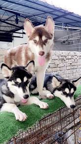 Husky puppies available